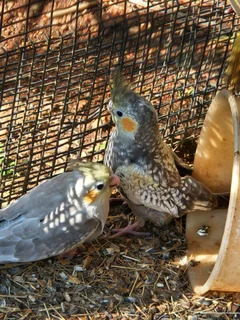 Cockatiels - Ad posted by Leon v Heerden