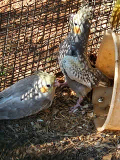 Cockatiels - Ad posted by Leon v Heerden