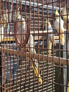 Cockatiels - Ad posted by Leon v Heerden