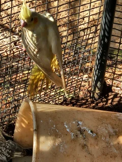 Cockatiels - Ad posted by Leon v Heerden