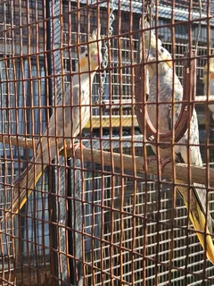 Cockatiels - Ad posted by Leon v Heerden