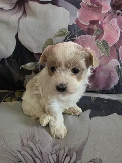 Maltese Cross Puppies