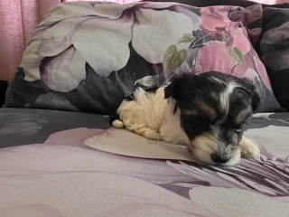 Maltese Cross Puppies