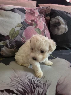 Maltese Cross Puppies
