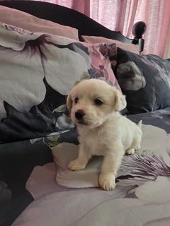 Maltese Cross Puppies