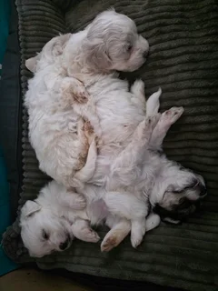 Maltese Cross Puppies