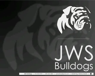 Registered English Bulldog Puppies