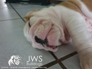 Registered English Bulldog Puppies