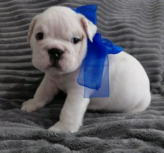 Registered English Bulldog Puppy