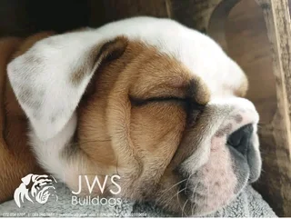 English Bulldog Puppies