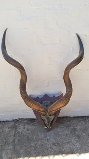 Kudu horns European mount style
