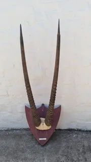 Gemsbuck horns European style mount
