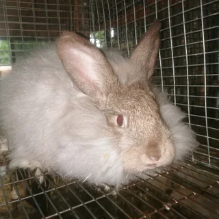 English Angora Rabbit available