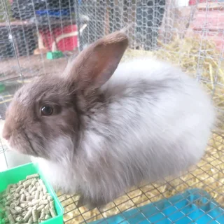 English Angora Rabbit available