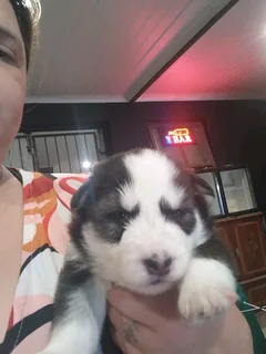 Husky Puppies
