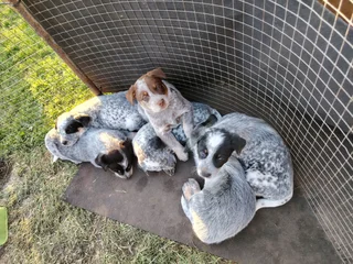 Australian cattle dog puppies