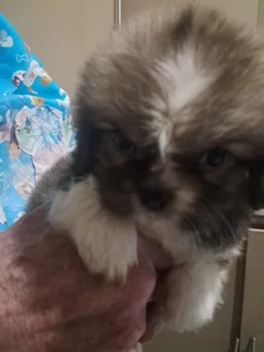 Beautiful - Ad posted by Zahn Lessing