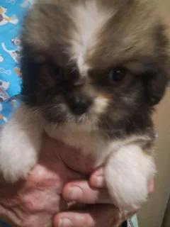 Beautiful - Ad posted by Zahn Lessing