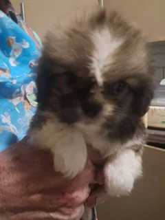 Beautiful - Ad posted by Zahn Lessing