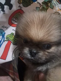 Beautiful - Ad posted by Zahn Lessing