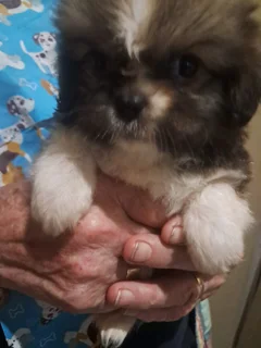 Beautiful - Ad posted by Zahn Lessing