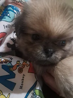 Beautiful - Ad posted by Zahn Lessing