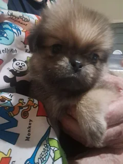 Beautiful - Ad posted by Zahn Lessing