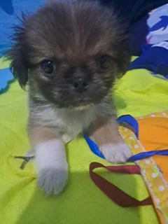 Mini Pekingese puppies