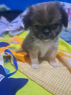 Mini Pekingese puppies