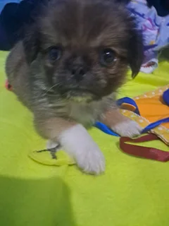 Mini Pekingese puppies