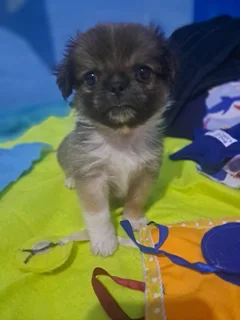 Mini Pekingese puppies