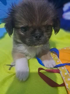 Mini Pekingese puppies