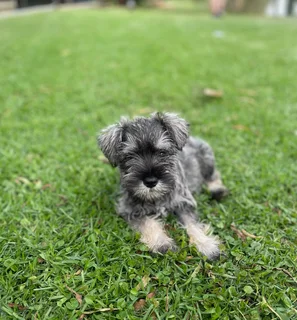 Purebred Miniature Schnauzer Puppy Available!
