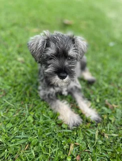 Purebred Miniature Schnauzer Puppy Available!