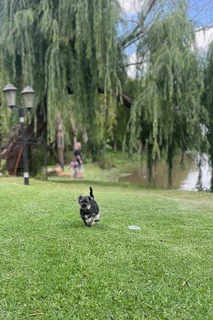  Playful Miniature Schnauzer Puppy! 