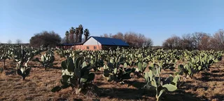 Small holding for sale Beestekraal