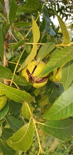 Small holding for sale Beestekraal