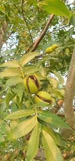 Small holding for sale Beestekraal