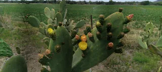 Small holding for sale Beestekraal