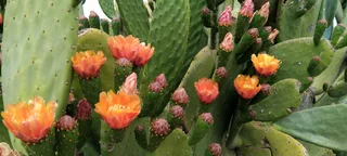 Small holding for sale Beestekraal