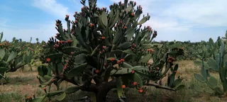 Small holding for sale Beestekraal