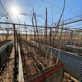 Small holding for sale Beestekraal