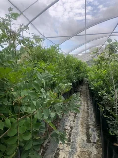 Pecan Trees for sale Beestekraal