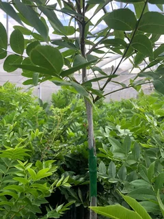 Choctaw Pekanneut boompies / Pecan nut trees