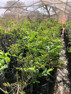 Pecan Trees for sale Beestekraal