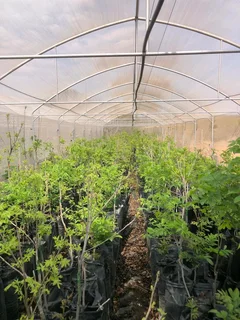 Pecan Trees for sale Beestekraal