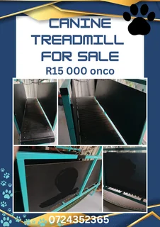 Dog treadmill