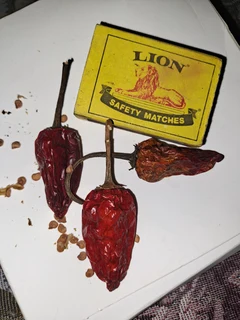 Seeds - Ad posted by Bruce