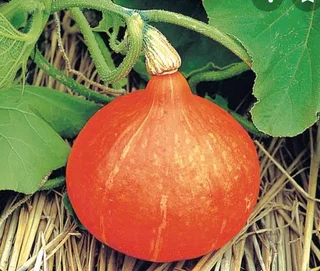 Uchiki Kiri / Red Kuri / Hokkaido / Pumpkin Seeds