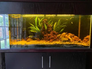 Fish Tank
